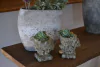 Florero Porta Maceta Macetero Poliresina Caracol 15x12 Cm - luciano dutari