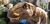 Imagen de T-rex Rugido Epic Roaring Jurassic World Original Tiranosaurio