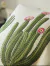 FUNDA CACTUS - Indumentaria Salva