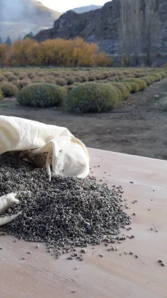 Flores secas de Lavandin (Lavanda x intermedia) - comprar online