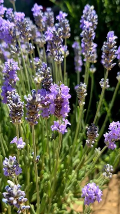 Semillas agroecológicas de Lavanda Angustifolia