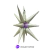 Globo Estrella Matte 14 Puntas 4D 18" - comprar online