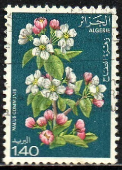 13620 Argélia 682 Flores U