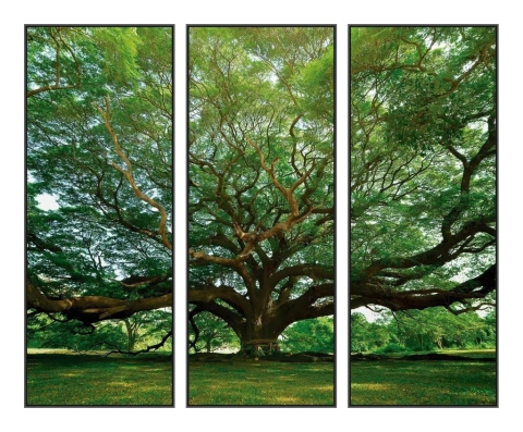 Trio de Quadros Árvore da Vida Canvas com Moldura 65x170cm