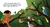 Tulu in search of a place to live - comprar online