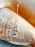 Colar Gravatinha Cauda & Concha - Banhado a Prata - Concha do Mar Store
