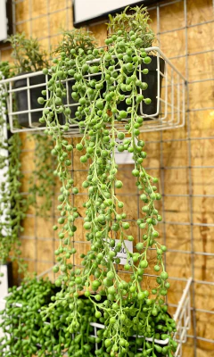 PLANTA COLGANTE CON MACETA VIRGEN DEL ROSARIO - Ayquelindo