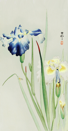 Iris Two