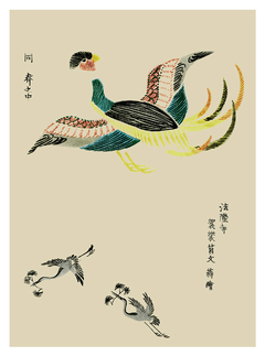 Pájaros