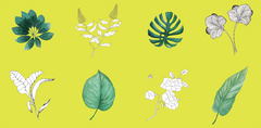 Leaf Picture Citrus en internet