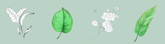 Corte Leaf Picture Mist