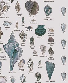 Ocean Life