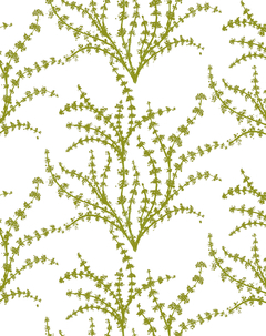 Aida lime