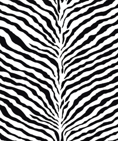 Big Zebra