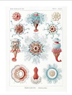 Seashells One