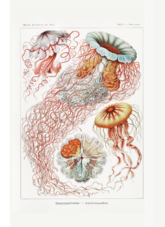 Seashells Two