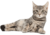 Mascobox Mimos Esenciales Gatos con Catnip en internet