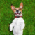 Repuesto Pasto Alfombra Bandeja Tonipets Sanitaria 62 x 40 cm - Mascotas Ya! Argentina | Online Pet Shop