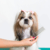 Cepillo Four Paws Magic Coat Self-Cleaning Pin con Boton Pulsador