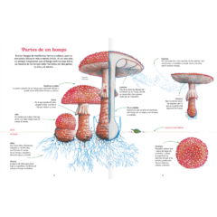 Reino Fungi - Octavia Mosciatti y Loreto Salinas - tienda online