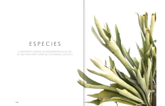 Plantas de interior - Lucía Cané en internet