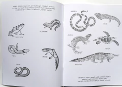 Imagen de Anfibios y reptiles. Bitácora para imaginar - Loreto Salinas