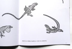 Anfibios y reptiles. Bitácora para imaginar - Loreto Salinas - tienda online