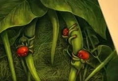 Imagen de El herbario de las hadas - Benjamin Lacombe y Sébastien Perez