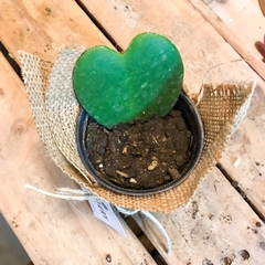Hoya Kerrii chica - comprar online