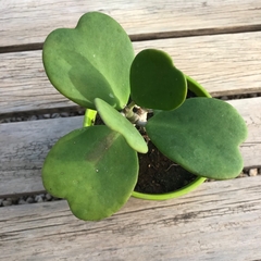 DÚO MACETA CARRUSEL M + HOYA KERRII - comprar online