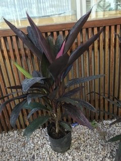 Dracena rubra violeta - comprar online
