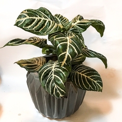 MACETA PRISMA - comprar online