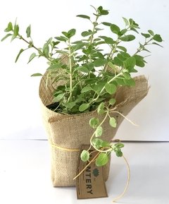 PLANTAS AROMÁTICAS 12CM - comprar online