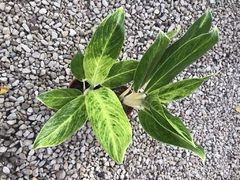 AGLAONEMA KING OF SIAM - tienda online