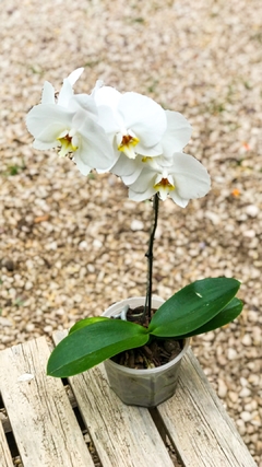 ORQUIDEA PHALAENOPSIS en internet