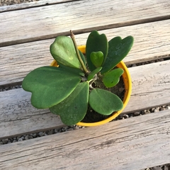 DÚO MACETA CARRUSEL M + HOYA KERRII