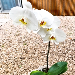ORQUIDEA PHALAENOPSIS