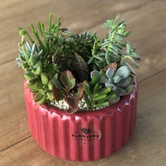 DÚO CARRUSEL L + MIX SUCULENTAS - Plantery