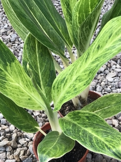 AGLAONEMA KING OF SIAM - Plantery