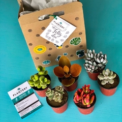 SUCU BOX: 6 suculentas chicas en internet