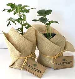 PLANTAS AROMÁTICAS 12CM