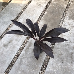 Dracena rubra violeta - Plantery