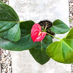 Anturio Rojo / blanco