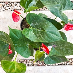 Anturio Rojo / blanco - comprar online