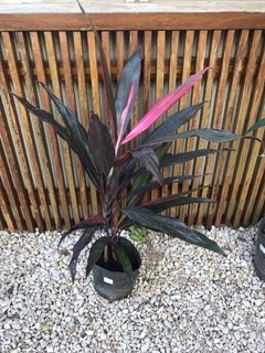 Dracena rubra violeta