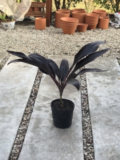 Dracena rubra violeta en internet