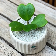 Imagen de DÚO MACETA CARRUSEL M + HOYA KERRII