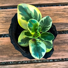 PEPEROMIA