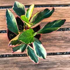 PEPEROMIA TRICOLOR/PEPEROMIA ROSADA - Plantery