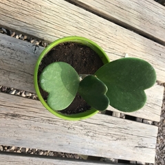 DÚO MACETA CARRUSEL M + HOYA KERRII - Plantery